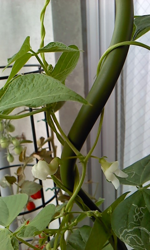 b0007895_11302363.jpg