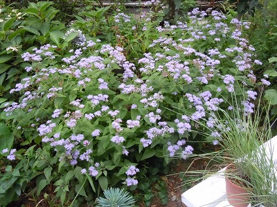 c0117007_2012576.jpg