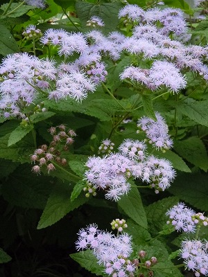 c0117007_20133245.jpg
