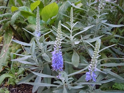 c0117007_20222999.jpg