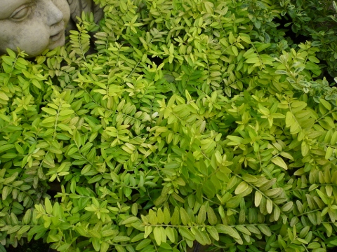 c0167112_21453078.jpg
