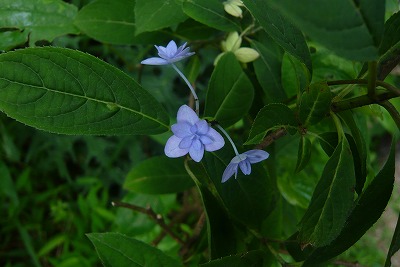 c0076218_2223332.jpg
