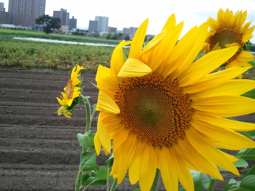 e0173533_1046418.jpg