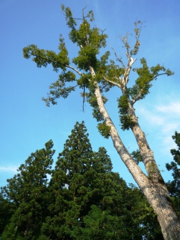 b0041442_8393385.jpg