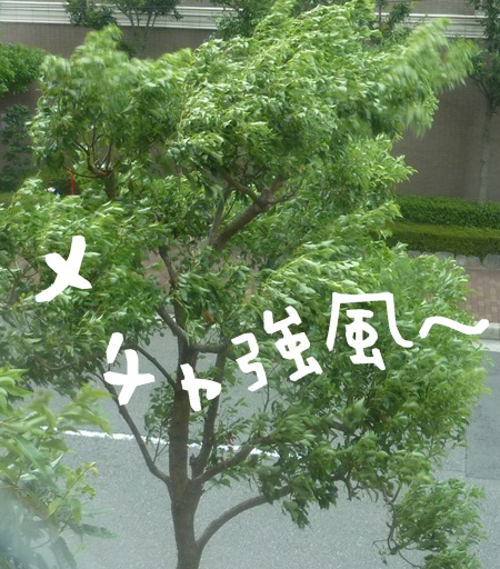 a0114467_10284269.jpg