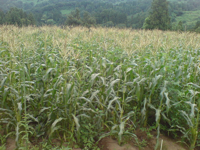 d0182179_1722288.jpg