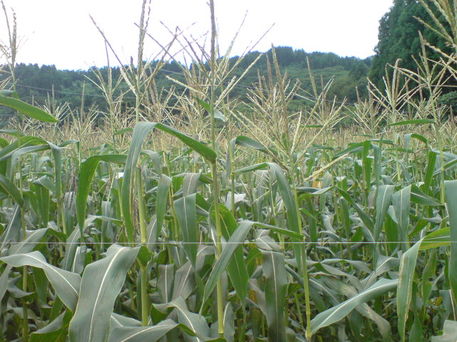 d0182179_17225867.jpg