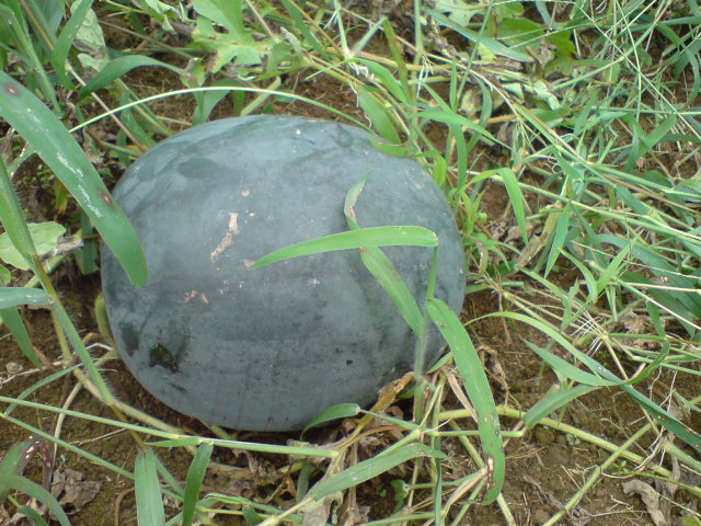 d0182179_17552473.jpg