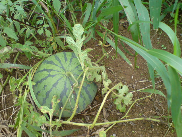 d0182179_17565726.jpg
