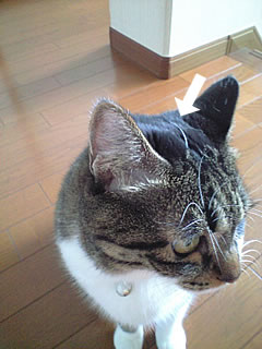 c0035001_20142073.jpg