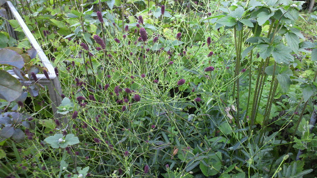 b0035611_19141513.jpg