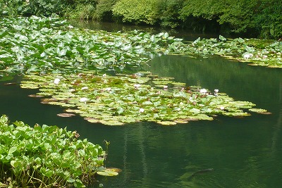 c0076218_0445598.jpg