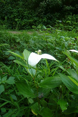 c0076218_047414.jpg