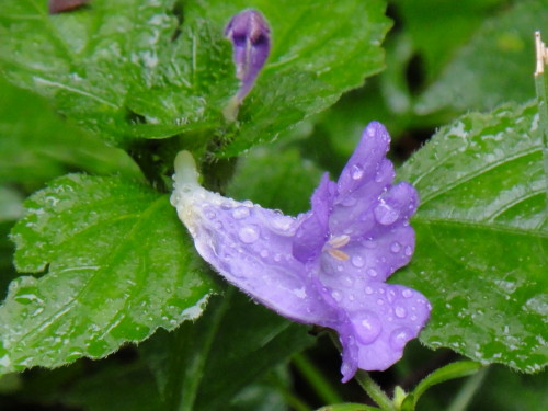 c0179351_2163969.jpg