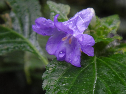 c0179351_2174834.jpg