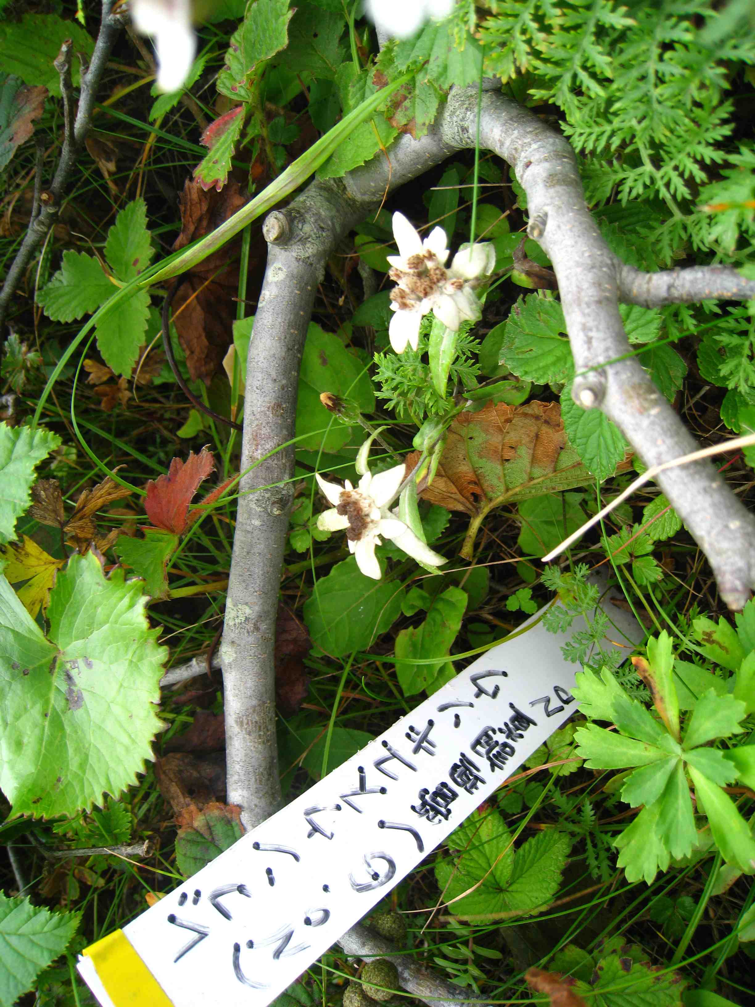 f0233356_12451280.jpg