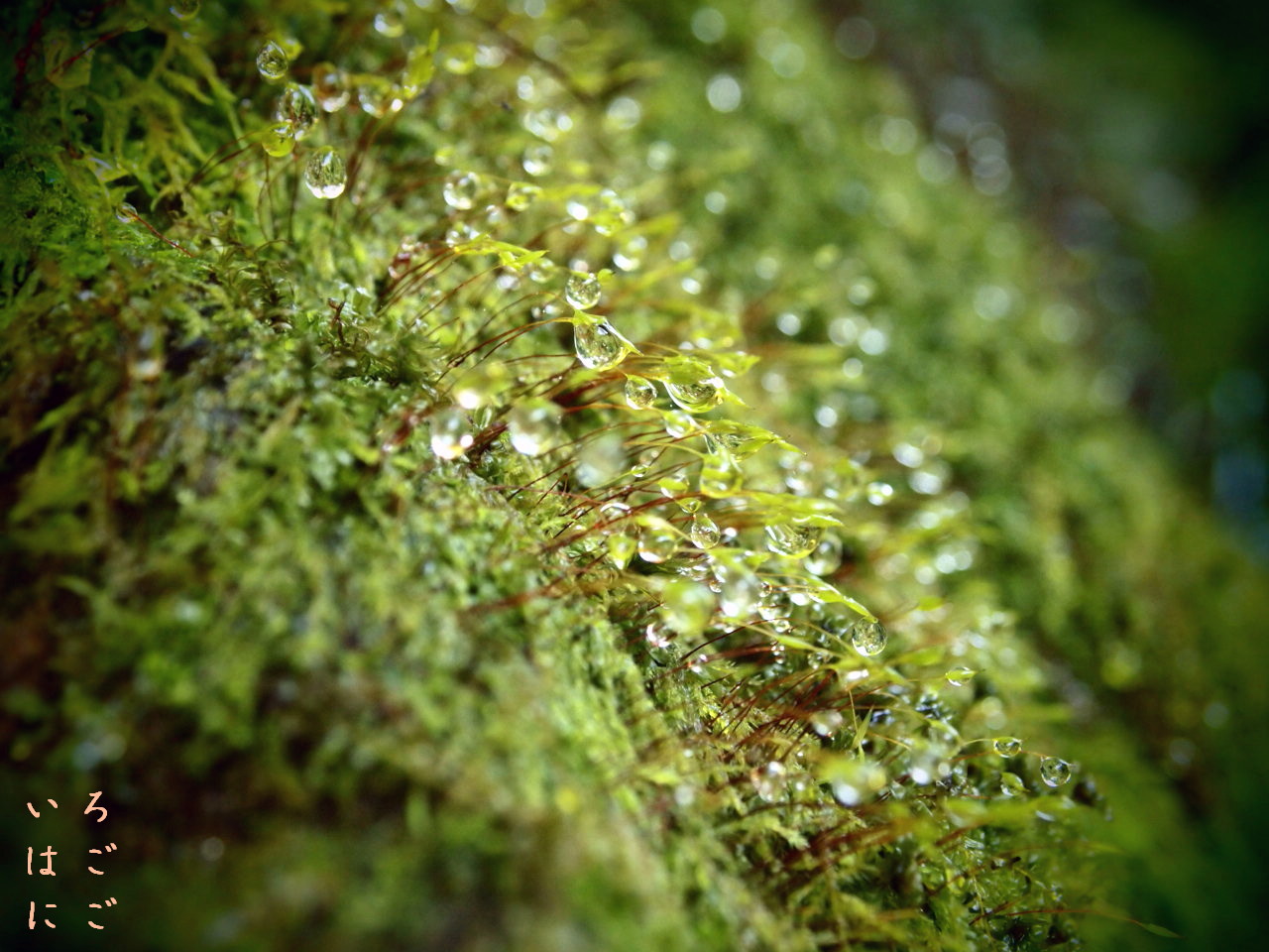 f0236201_1532459.jpg