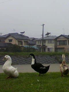 f0036223_17135627.jpg