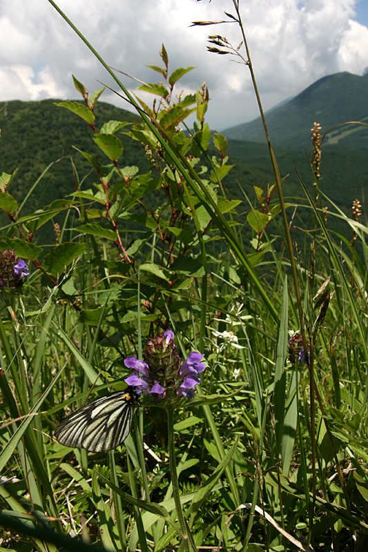 d0054625_17504226.jpg