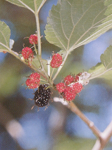 b0162728_77232.jpg