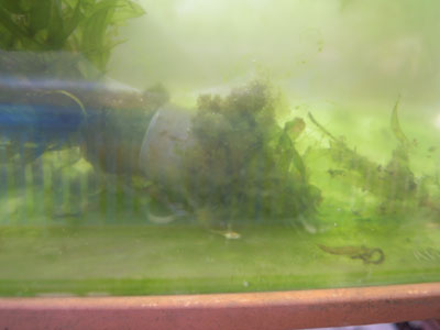 e0097534_21125110.jpg
