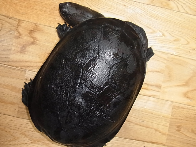 e0119439_23141490.jpg