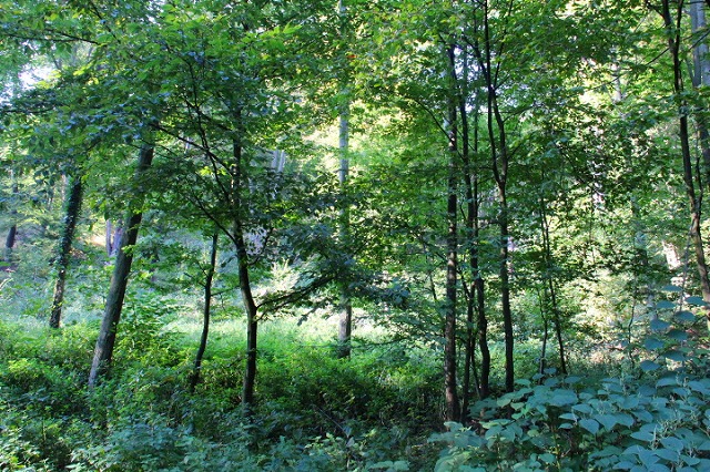 c0153740_5465316.jpg