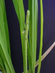 e0005548_207395.jpg