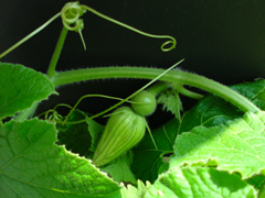 e0005548_2075330.jpg