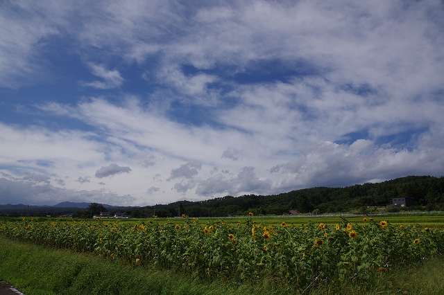 e0078069_1534957.jpg