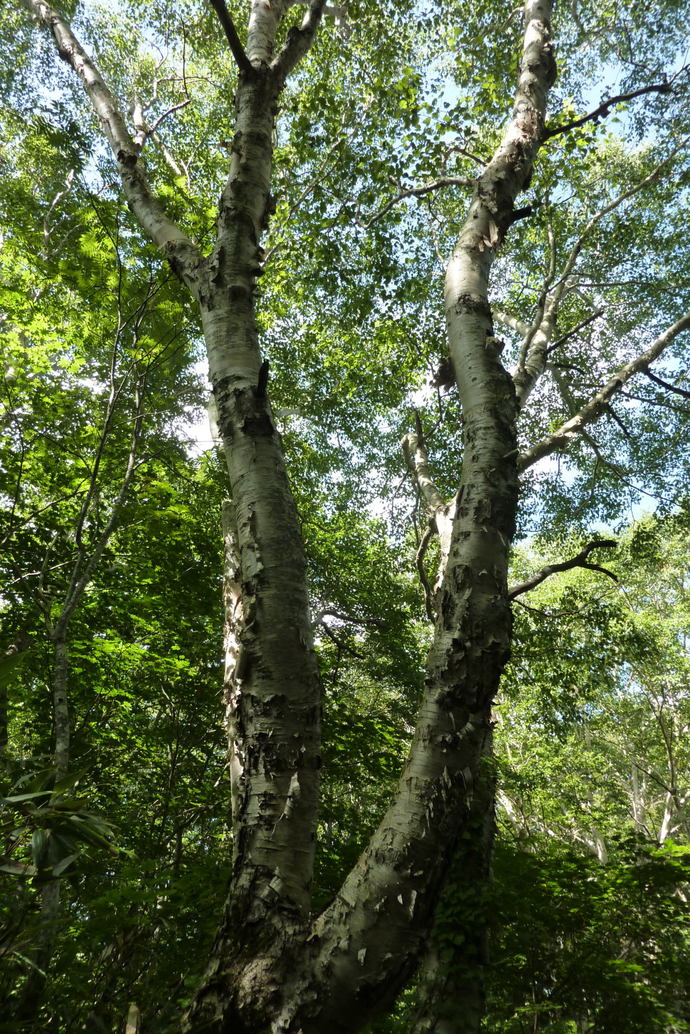 c0019376_1546189.jpg
