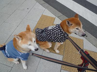 c0123890_2017316.jpg