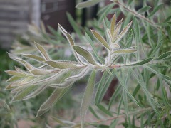 c0190010_1673520.jpg