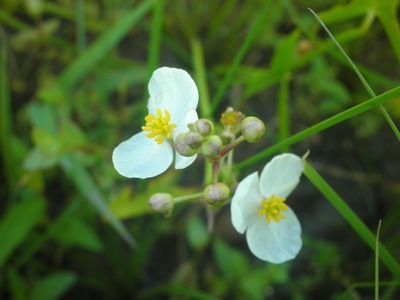 e0181312_10132872.jpg