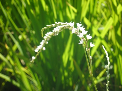 e0181312_1013533.jpg