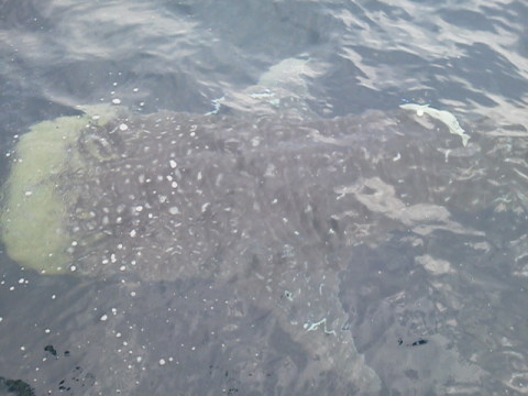 e0125217_19421193.jpg
