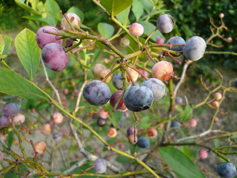 a0162330_1111982.jpg