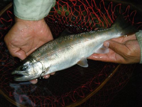 a0165135_0165032.jpg