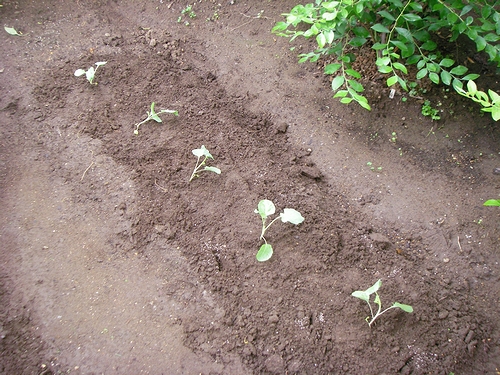 a0034438_14155559.jpg