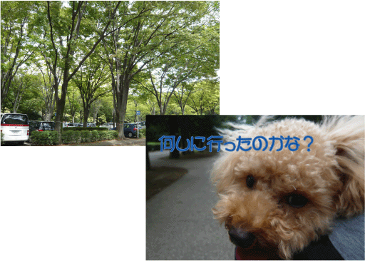 b0182846_12305176.gif