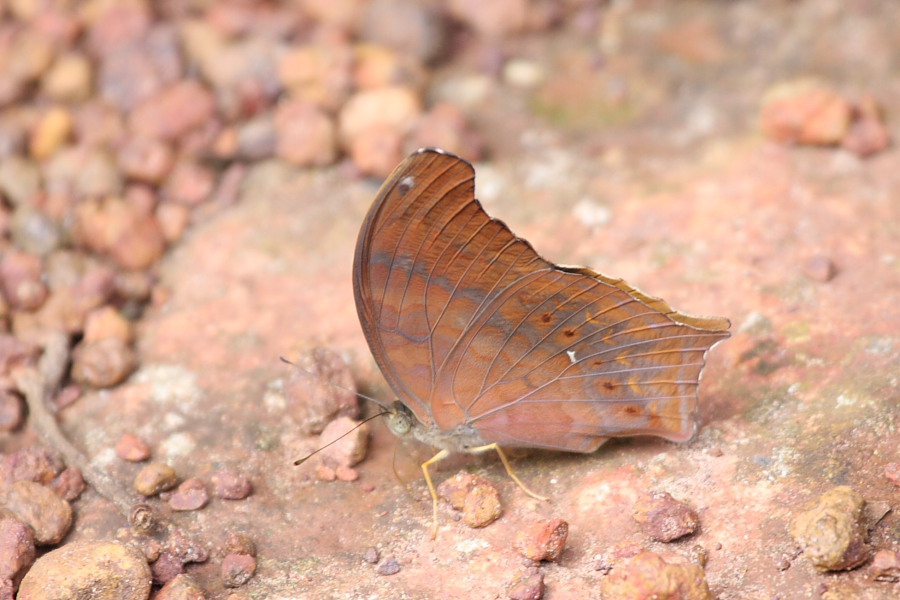 a0094850_21432590.jpg