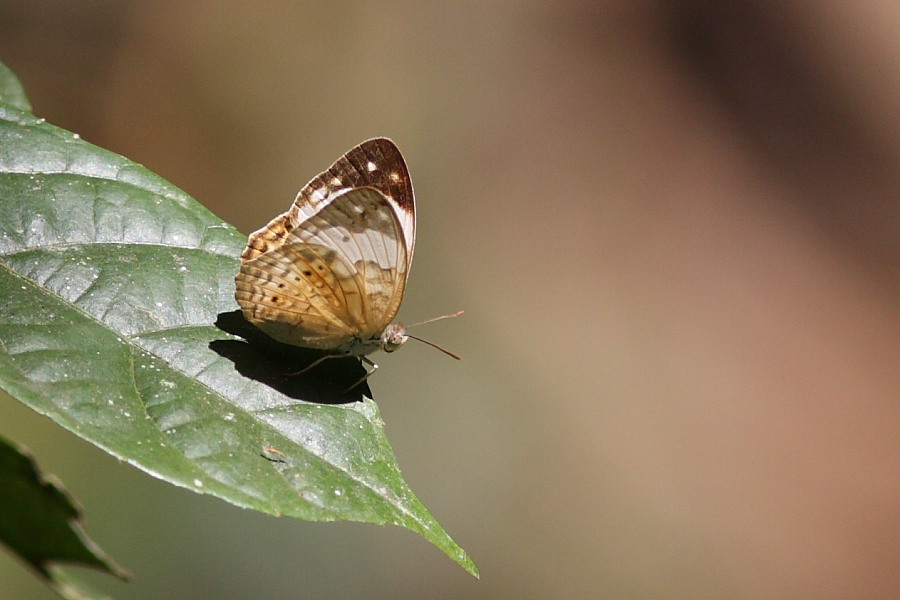 a0094850_9243891.jpg