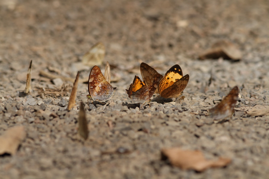 a0094850_925457.jpg