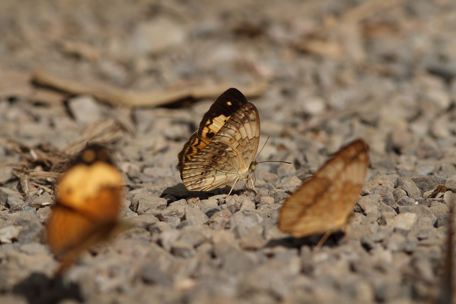 a0094850_9255620.jpg
