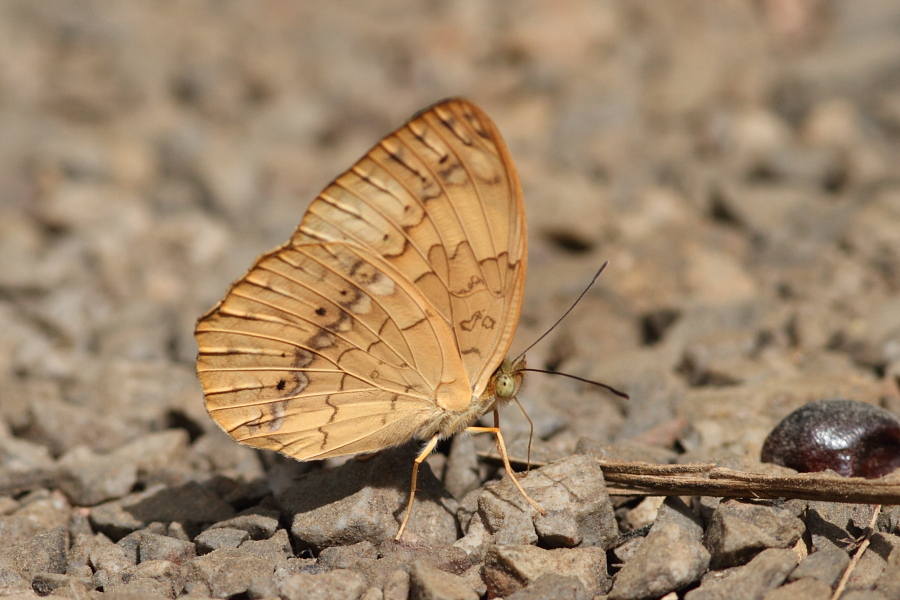a0094850_9262559.jpg