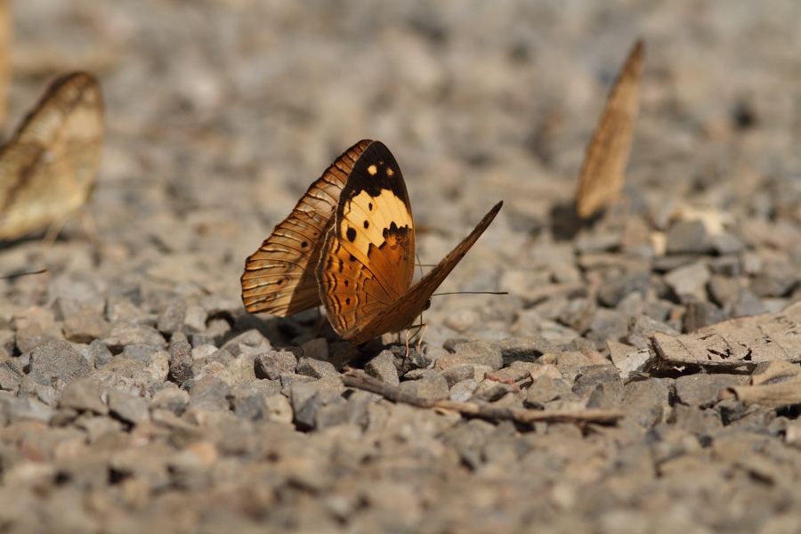 a0094850_926682.jpg