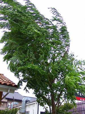 a0104162_229031.jpg