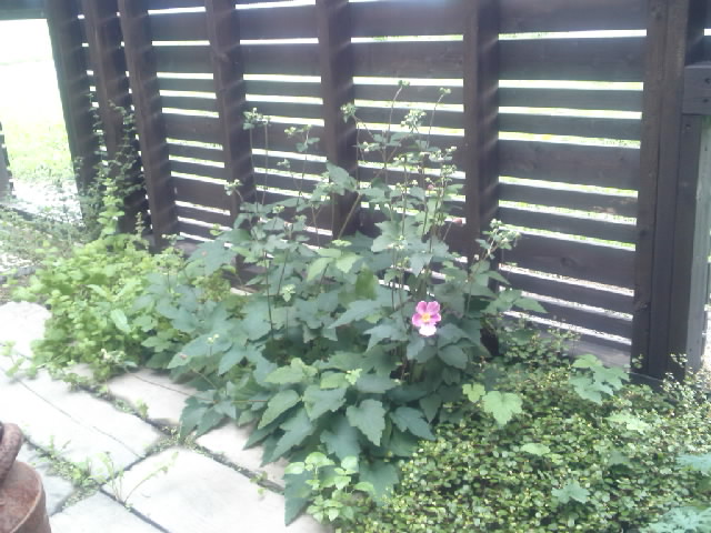 d0047273_16271476.jpg