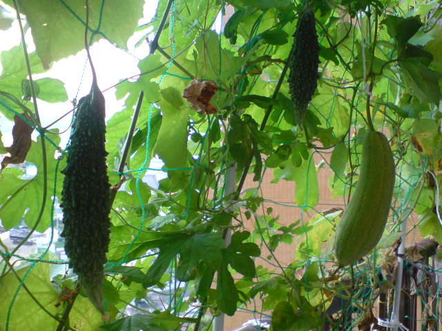 b0009103_273071.jpg