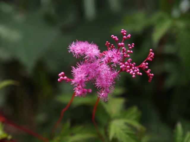 b0190242_10414750.jpg